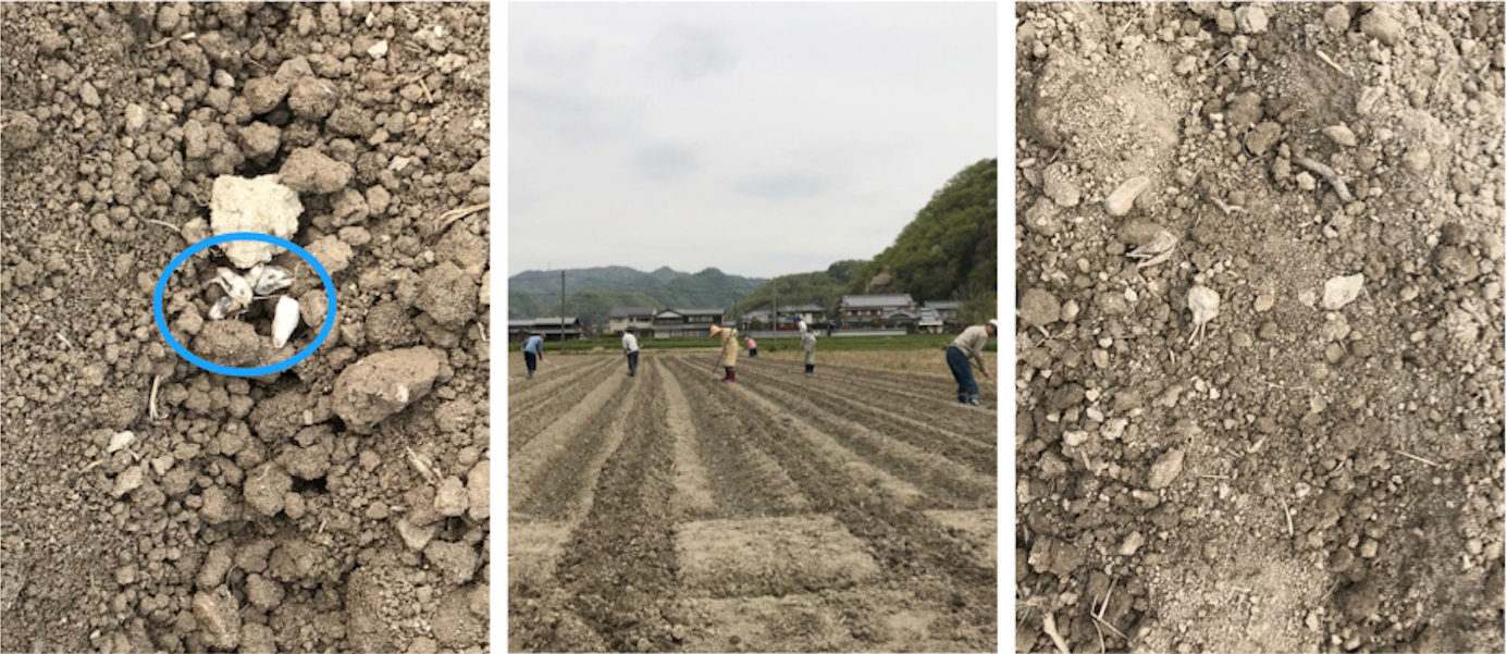 ワタの種蒔き手順２